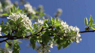 Armut çiçeği, yakın plan. Beyaz çiçeklerle açan ağaç. Bahar. Armut ağacında beyaz çiçekler. Doğa geçmişi. Meyve ağacı çiçekleri. Çiçek açan bir armut ağacının dalı. Bahar arkaplanı