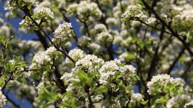 Armut çiçeği, yakın plan. Beyaz çiçeklerle açan ağaç. Bahar. Armut ağacında beyaz çiçekler. Doğa geçmişi. Meyve ağacı çiçekleri. Çiçek açan bir armut ağacının dalı. Bahar arkaplanı