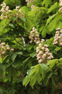 Kestane çiçeğinin yakın çekimi. Çiçek açan güzel kestane ağacı. Yeşil yaprakların arasında kestane çiçekleri, bahar. Doğal arkaplan