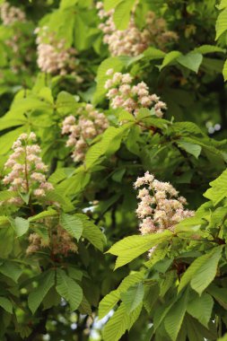 Kestane çiçeğinin yakın çekimi. Çiçek açan güzel kestane ağacı. Yeşil yaprakların arasında kestane çiçekleri, bahar. Doğal arkaplan