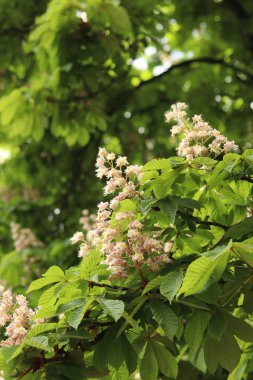Kestane çiçeğinin yakın çekimi. Çiçek açan güzel kestane ağacı. Yeşil yaprakların arasında kestane çiçekleri, bahar. Doğal arkaplan