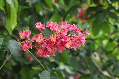 Seçici odaklı kırmızı kestane çiçekleri. Kestane çiçeğinin yakın çekimi. Çiçek açmış güzel kestane ağacı. Yeşil yaprakların arasında kestane çiçekleri, bahar. Doğa arkaplanı