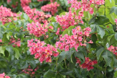 Seçici odaklı kırmızı kestane çiçekleri. Kestane çiçeğinin yakın çekimi. Çiçek açmış güzel kestane ağacı. Yeşil yaprakların arasında kestane çiçekleri, bahar. Doğa arkaplanı
