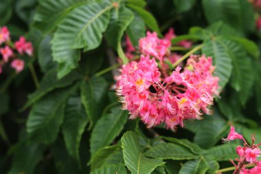 Seçici odaklı kırmızı kestane çiçekleri. Kestane çiçeğinin yakın çekimi. Çiçek açmış güzel kestane ağacı. Yeşil yaprakların arasında kestane çiçekleri, bahar. Doğa arkaplanı