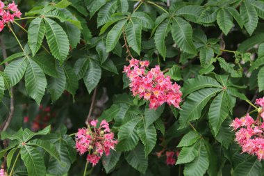 Seçici odaklı kırmızı kestane çiçekleri. Kestane çiçeğinin yakın çekimi. Çiçek açmış güzel kestane ağacı. Yeşil yaprakların arasında kestane çiçekleri, bahar. Doğa arkaplanı