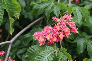 Seçici odaklı kırmızı kestane çiçekleri. Kestane çiçeğinin yakın çekimi. Çiçek açmış güzel kestane ağacı. Yeşil yaprakların arasında kestane çiçekleri, bahar. Doğa arkaplanı