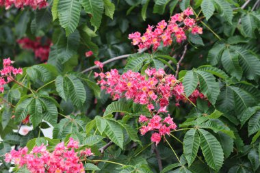 Seçici odaklı kırmızı kestane çiçekleri. Kestane çiçeğinin yakın çekimi. Çiçek açmış güzel kestane ağacı. Yeşil yaprakların arasında kestane çiçekleri, bahar. Doğa arkaplanı