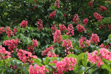 Seçici odaklı kırmızı kestane çiçekleri. Kestane çiçeğinin yakın çekimi. Çiçek açmış güzel kestane ağacı. Yeşil yaprakların arasında kestane çiçekleri, bahar. Doğa arkaplanı