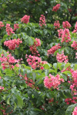 Seçici odaklı kırmızı kestane çiçekleri. Kestane çiçeğinin yakın çekimi. Çiçek açmış güzel kestane ağacı. Yeşil yaprakların arasında kestane çiçekleri, bahar. Doğa arkaplanı