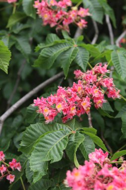 Seçici odaklı kırmızı kestane çiçekleri. Kestane çiçeğinin yakın çekimi. Çiçek açmış güzel kestane ağacı. Yeşil yaprakların arasında kestane çiçekleri, bahar. Doğa arkaplanı