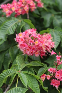 Seçici odaklı kırmızı kestane çiçekleri. Kestane çiçeğinin yakın çekimi. Çiçek açmış güzel kestane ağacı. Yeşil yaprakların arasında kestane çiçekleri, bahar. Doğa arkaplanı