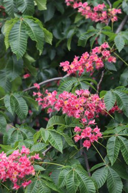 Seçici odaklı kırmızı kestane çiçekleri. Kestane çiçeğinin yakın çekimi. Çiçek açmış güzel kestane ağacı. Yeşil yaprakların arasında kestane çiçekleri, bahar. Doğa arkaplanı
