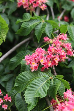 Seçici odaklı kırmızı kestane çiçekleri. Kestane çiçeğinin yakın çekimi. Çiçek açmış güzel kestane ağacı. Yeşil yaprakların arasında kestane çiçekleri, bahar. Doğa arkaplanı