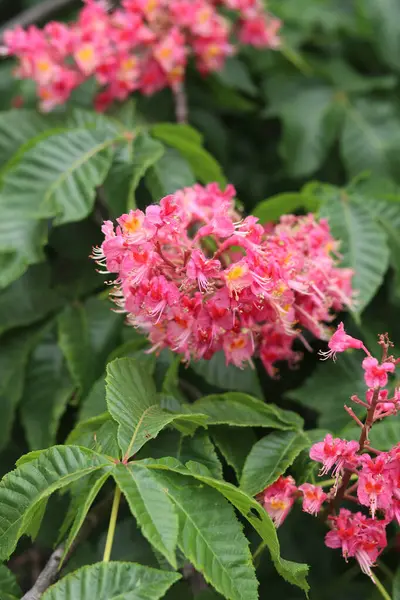 Seçici odaklı kırmızı kestane çiçekleri. Kestane çiçeğinin yakın çekimi. Çiçek açmış güzel kestane ağacı. Yeşil yaprakların arasında kestane çiçekleri, bahar. Doğa arkaplanı
