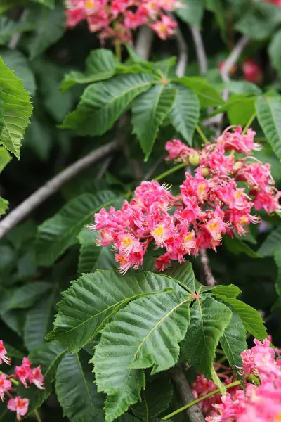 Seçici odaklı kırmızı kestane çiçekleri. Kestane çiçeğinin yakın çekimi. Çiçek açmış güzel kestane ağacı. Yeşil yaprakların arasında kestane çiçekleri, bahar. Doğa arkaplanı