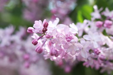 Leylak yakın plan. Parkta açan leylak çalıları. Baharda doğa. Güzel leylak çiçekleri. Çiçek açmış leylak. Bahçe çiçekleri Afişler ve kartpostallar için çiçek arkaplanı