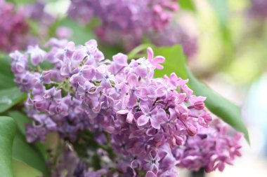 Leylak yakın plan. Parkta açan leylak çalıları. Baharda doğa. Güzel leylak çiçekleri. Çiçek açmış leylak. Bahçe çiçekleri Afişler ve kartpostallar için çiçek arkaplanı