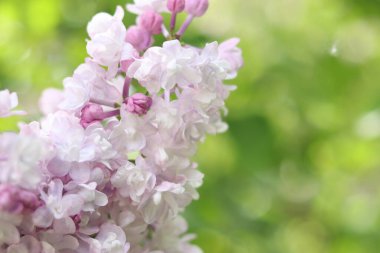 Leylak yakın plan. Parkta açan leylak çalıları. Baharda doğa. Güzel leylak çiçekleri. Çiçek açmış leylak. Bahçe çiçekleri Afişler ve kartpostallar için çiçek arkaplanı