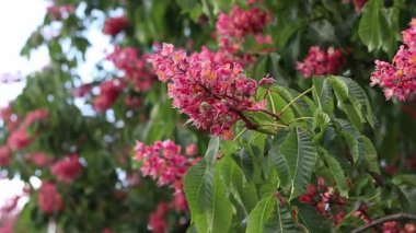 Seçici odaklı kırmızı çiçekler. Kırmızı at kestanesi (Aesculus carnea), iki tür at kestanesinin melezi. Kestane çiçeğinin yakın çekimi. Yeşil yaprakların arasında kestane çiçekleri, rüzgar