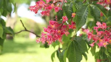 Seçici odaklı kırmızı çiçekler. Kırmızı at kestanesi (Aesculus carnea), iki tür at kestanesinin melezi. Kestane çiçeğinin yakın çekimi. Yeşil yaprakların arasında kestane çiçekleri, rüzgar