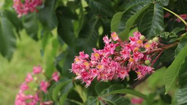 Seçici odaklı kırmızı çiçekler. Kırmızı at kestanesi (Aesculus carnea), iki tür at kestanesinin melezi. Kestane çiçeğinin yakın çekimi. Yeşil yaprakların arasında kestane çiçekleri, rüzgar
