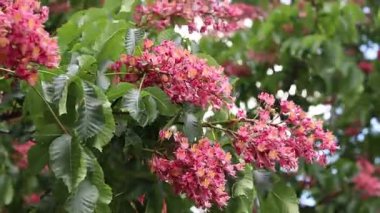 Seçici odaklı kırmızı çiçekler. Kırmızı at kestanesi (Aesculus carnea), iki tür at kestanesinin melezi. Kestane çiçeğinin yakın çekimi. Yeşil yaprakların arasında kestane çiçekleri, rüzgar