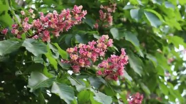 Seçici odaklı kırmızı çiçekler. Kırmızı at kestanesi (Aesculus carnea), iki tür at kestanesinin melezi. Kestane çiçeğinin yakın çekimi. Yeşil yaprakların arasında kestane çiçekleri, rüzgar