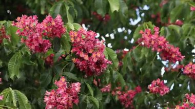 Seçici odaklı kırmızı çiçekler. Kırmızı at kestanesi (Aesculus carnea), iki tür at kestanesinin melezi. Kestane çiçeğinin yakın çekimi. Yeşil yaprakların arasında kestane çiçekleri, rüzgar