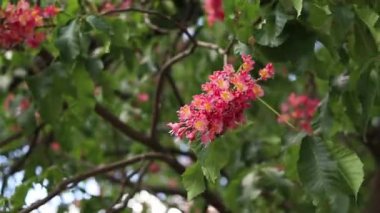 Seçici odaklı kırmızı çiçekler. Kırmızı at kestanesi (Aesculus carnea), iki tür at kestanesinin melezi. Kestane çiçeğinin yakın çekimi. Yeşil yaprakların arasında kestane çiçekleri, rüzgar