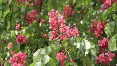 Seçici odaklı kırmızı çiçekler. Kırmızı at kestanesi (Aesculus carnea), iki tür at kestanesinin melezi. Kestane çiçeğinin yakın çekimi. Yeşil yaprakların arasında kestane çiçekleri, rüzgar