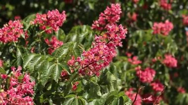 Seçici odaklı kırmızı çiçekler. Kırmızı at kestanesi (Aesculus carnea), iki tür at kestanesinin melezi. Kestane çiçeğinin yakın çekimi. Yeşil yaprakların arasında kestane çiçekleri, rüzgar