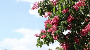 Seçici odaklı kırmızı çiçekler. Kırmızı at kestanesi (Aesculus carnea), iki tür at kestanesinin melezi. Kestane çiçeğinin yakın çekimi. Yeşil yaprakların arasında kestane çiçekleri, rüzgar