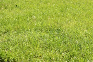 Çimenlikteki çimenler, doğal arka plan. Çayırdaki işlenmemiş çimenler. Parlak yeşil çimenli bahar ya da yaz arkaplanı. Seçici odaklanma. Taze çimlerin yakın görüntüsü