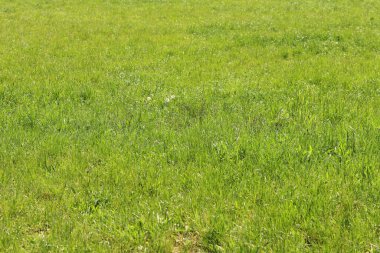 Çimenlikteki çimenler, doğal arka plan. Çayırdaki işlenmemiş çimenler. Parlak yeşil çimenli bahar ya da yaz arkaplanı. Seçici odaklanma. Taze çimlerin yakın görüntüsü