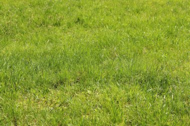 Çimenlikteki çimenler, doğal arka plan. Çayırdaki işlenmemiş çimenler. Parlak yeşil çimenli bahar ya da yaz arkaplanı. Seçici odaklanma. Taze çimlerin yakın görüntüsü