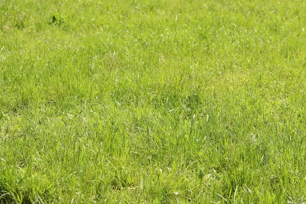 Çimenlikteki çimenler, doğal arka plan. Çayırdaki işlenmemiş çimenler. Parlak yeşil çimenli bahar ya da yaz arkaplanı. Seçici odaklanma. Taze çimlerin yakın görüntüsü