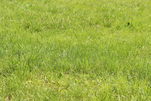 Çimenlikteki çimenler, doğal arka plan. Çayırdaki işlenmemiş çimenler. Parlak yeşil çimenli bahar ya da yaz arkaplanı. Seçici odaklanma. Taze çimlerin yakın görüntüsü