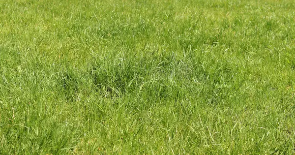 Çimenlikteki çimenler, doğal arka plan. Çayırdaki işlenmemiş çimenler. Parlak yeşil çimenli bahar ya da yaz arkaplanı. Seçici odaklanma. Taze çimlerin yakın görüntüsü