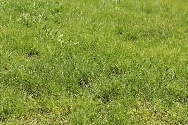 Çimenlikteki çimenler, doğal arka plan. Çayırdaki işlenmemiş çimenler. Parlak yeşil çimenli bahar ya da yaz arkaplanı. Seçici odaklanma. Taze çimlerin yakın görüntüsü