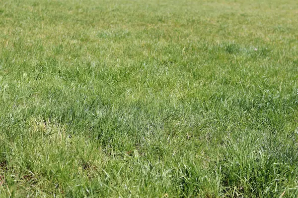 Çimenlikteki çimenler, doğal arka plan. Çayırdaki işlenmemiş çimenler. Parlak yeşil çimenli bahar ya da yaz arkaplanı. Seçici odaklanma. Taze çimlerin yakın görüntüsü