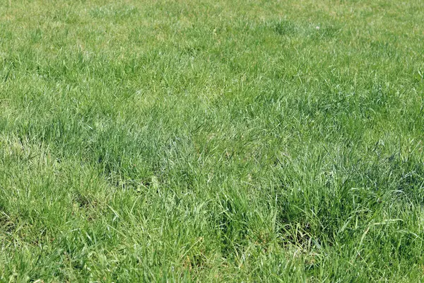 Çimenlikteki çimenler, doğal arka plan. Çayırdaki işlenmemiş çimenler. Parlak yeşil çimenli bahar ya da yaz arkaplanı. Seçici odaklanma. Taze çimlerin yakın görüntüsü