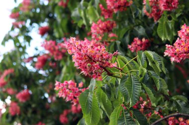 Seçici odaklı kırmızı çiçekler. Kırmızı at kestanesi (Aesculus x carnea), iki tür at kestanesinin melezi. Kestane çiçeğinin yakın çekimi. Yeşil yaprakların arasında kestane çiçekleri