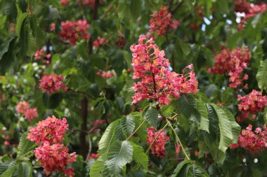Seçici odaklı kırmızı çiçekler. Kırmızı at kestanesi (Aesculus x carnea), iki tür at kestanesinin melezi. Kestane çiçeğinin yakın çekimi. Yeşil yaprakların arasında kestane çiçekleri