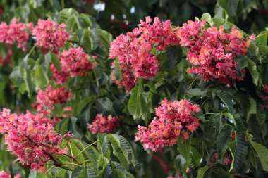 Seçici odaklı kırmızı çiçekler. Kırmızı at kestanesi (Aesculus x carnea), iki tür at kestanesinin melezi. Kestane çiçeğinin yakın çekimi. Yeşil yaprakların arasında kestane çiçekleri