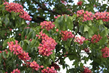Seçici odaklı kırmızı çiçekler. Kırmızı at kestanesi (Aesculus x carnea), iki tür at kestanesinin melezi. Kestane çiçeğinin yakın çekimi. Yeşil yaprakların arasında kestane çiçekleri