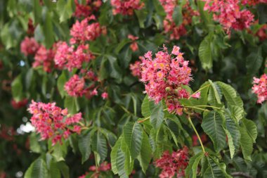 Seçici odaklı kırmızı çiçekler. Kırmızı at kestanesi (Aesculus x carnea), iki tür at kestanesinin melezi. Kestane çiçeğinin yakın çekimi. Yeşil yaprakların arasında kestane çiçekleri
