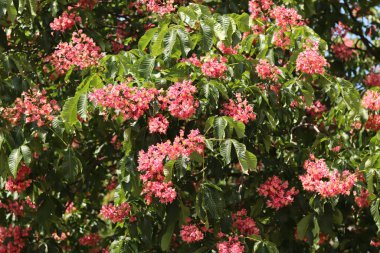 Seçici odaklı kırmızı çiçekler. Kırmızı at kestanesi (Aesculus x carnea), iki tür at kestanesinin melezi. Kestane çiçeğinin yakın çekimi. Yeşil yaprakların arasında kestane çiçekleri