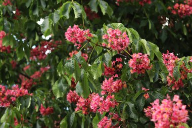 Seçici odaklı kırmızı çiçekler. Kırmızı at kestanesi (Aesculus x carnea), iki tür at kestanesinin melezi. Kestane çiçeğinin yakın çekimi. Yeşil yaprakların arasında kestane çiçekleri