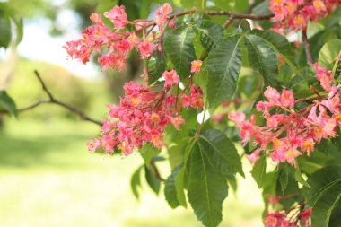 Seçici odaklı kırmızı çiçekler. Kırmızı at kestanesi (Aesculus x carnea), iki tür at kestanesinin melezi. Kestane çiçeğinin yakın çekimi. Yeşil yaprakların arasında kestane çiçekleri