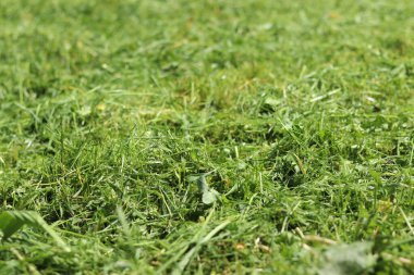 Taze kesilmiş çimenler. Bölgeyi temizliyorum. Seçici odaklı kendi otum. Doğal arka plan. Çim biçiyorum. Yakın plan kesilmiş çimen yığınının fotoğrafı.